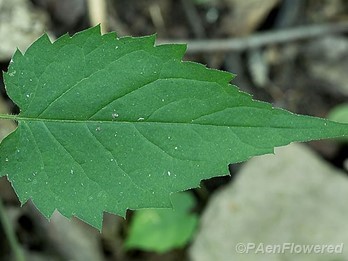 White Wood Aster